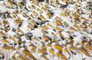 24 октября. Белые пеликаны, летящие на зимовку из Европы в Африку, делают остановку в Израиле. Министерство сельского хозяйства страны выделило средства на корм птицам, чтобы они не разоряли рыбные хозяйства.