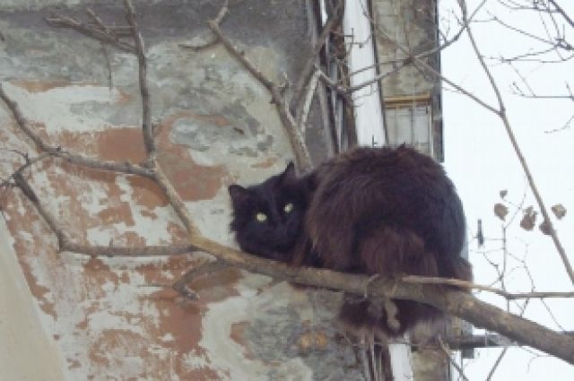 Городские коты часто не могут сами слезть с дерева.