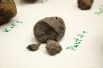 Самый крупный из метеоритов был найден в первый же день весом 13,5 кг. Но это не он.