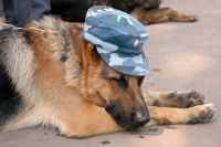 В Тюмени выращивают чистокровных служебных собак