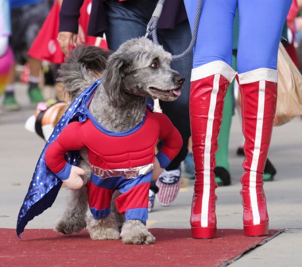 Парад Howl'oween Haute Dog в Лонг-Бич, Лос-Анджелес, Калифорния.