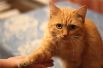Персик. Персик умный и очень ласковый кот. Он знает несколько команд: «дай 5», «дай лапку», «пока-пока». Персик любопытный и общительный, он считает себя полноправным членом семьи. 