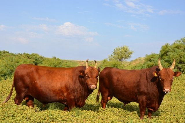 Лауреаты выставки «Золотая осень» – быки-производители Дюпль и Яго.