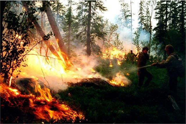 Лесные пожары – настоящее бедствие для тайги. 