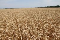 В Омске собрали рекордный урожай зерна.