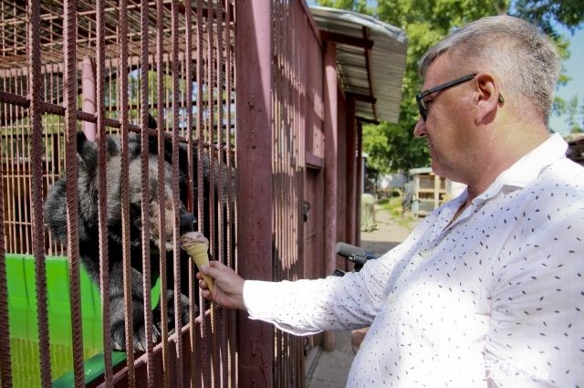 Директор барнаульского зоопарка накормил хищника мороженым