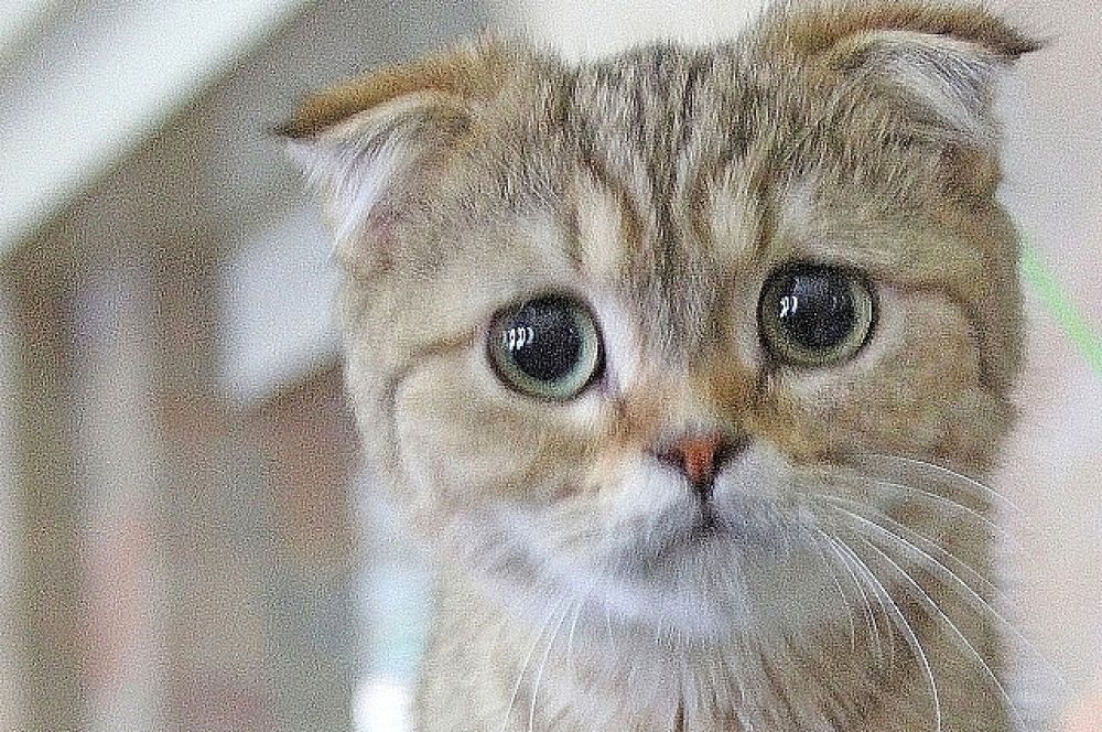 В ДК «Ростсельмаш» состоялась международная выставка кошек «Осенний кот».