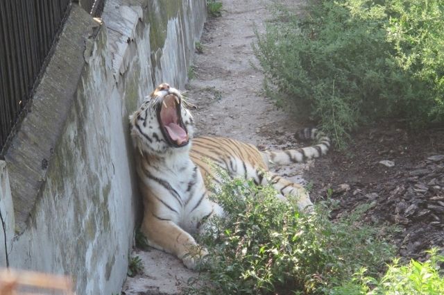 Зоопарк Калининграда назвал причину нападения тигра на человека.       