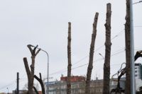 В Тюмени за нарушение технологии обрезки деревьев накажут подрядчиков