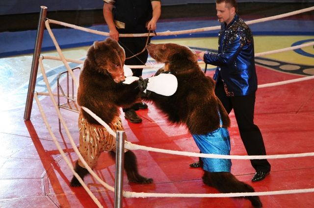 Не обойдётся представление и без знаменитого медвежьего бокса.