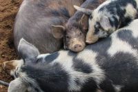 В Исетском районе выявили очаг африканской чумы свиней