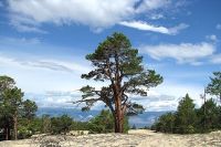 Это уже второе дерево на Ольхоне, внесенное в национальный список старовозрастных деревьев.