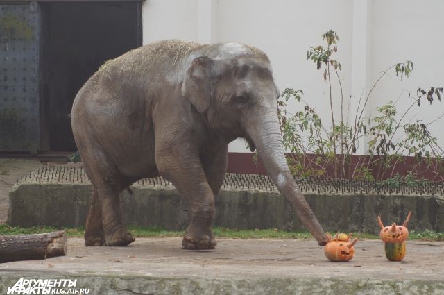 Слонихе Преголе из зоопарка Калининграда подарили игрушку из бетона.
