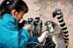 21 ноября. Ветеринар осматривает лемура в парке дикой природы в Циндао, Китай.
