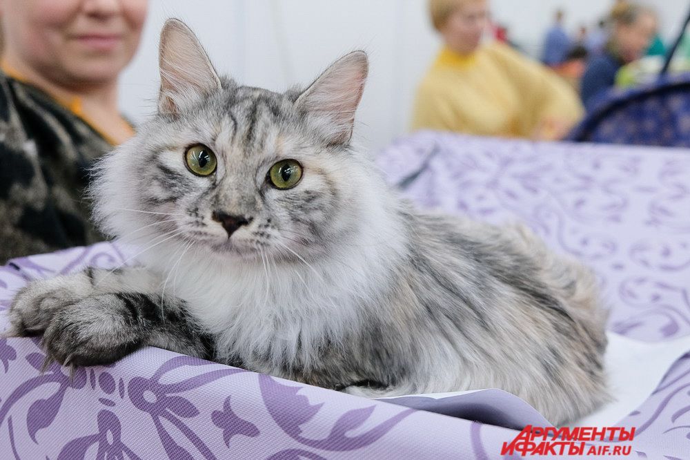 Выставка продлится до 26 ноября.