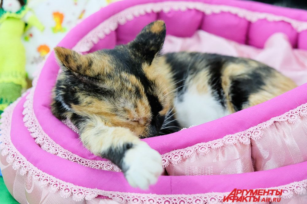 Некоторые кошки уютно спали в любимых лежанках.