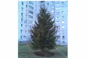 К новому году елку украсят игрушками.