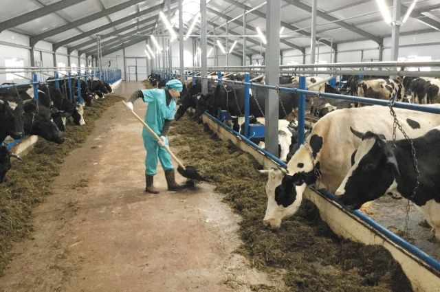Новая ферма, которую построили за полгода, позволит хозяйству увеличить дойное стадо и выпуск молочной продукции.