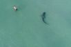 24 ноября. Человек купается в море, в то время как мимо проплывает тигровая акула, Майами-Бич, США. 
