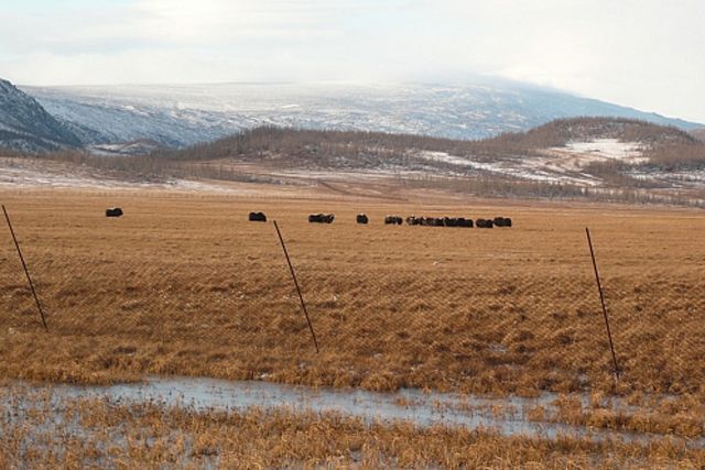 Рекультивация земель на Ямале возможна менее затратными методами