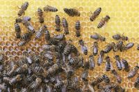 Обработка пчел от клеща – очень необходимое мероприятие в современном пчеловодстве