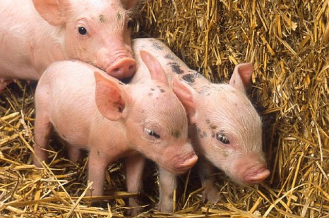 Омичей просят не разводить свиней 