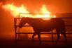 Лошадь после пожара, разразившегося в районе Кагел-Каньона в долине Сан-Фернандо к северу от Лос-Анджелеса.