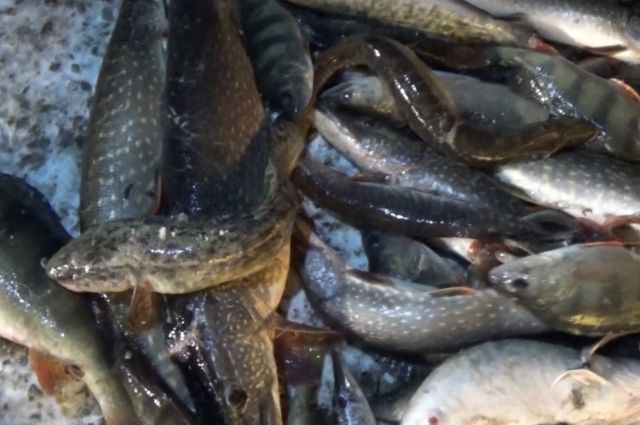 Трех рыбаков задержали за незаконную ловлю рыбы в Кемеровской области.