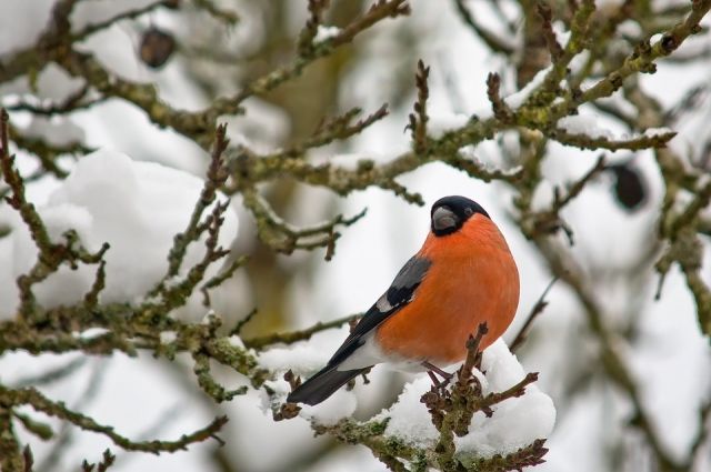 Снегири – удивительно прекрасные птицы, которые радуют разноцветным внешним видом человека, но любоваться ими можно только зимой.