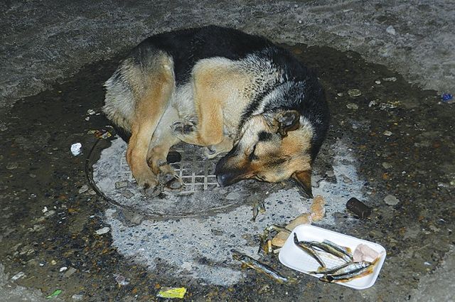 В Тюмени на улице Карнацевича неизвестные отравили собаку