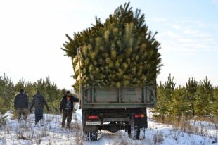 Купить новогоднюю елку и продукты тюменцы могут на очередной ярмарке
