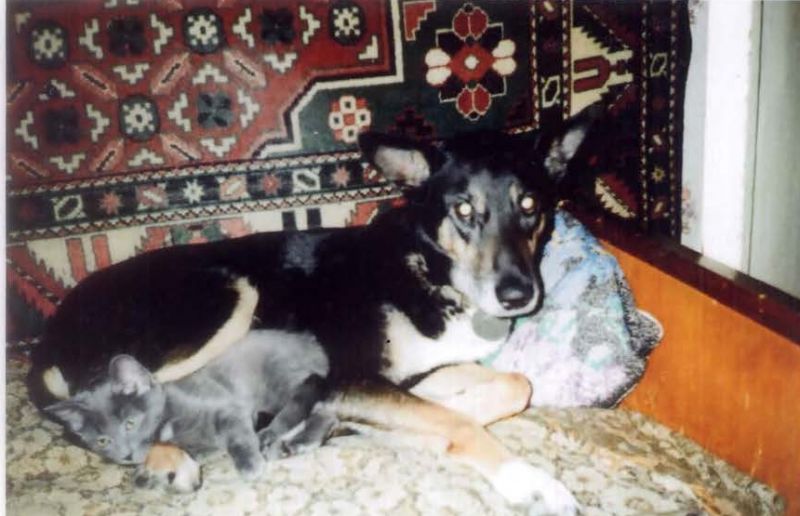 27. Фаина Комиссарова. Это мои найдёныши: собака Кэти и котёнок Дымка. 