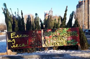 В Тюмени новогодние елки можно купить возле ТРЦ