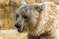 В Тюменской области участились случаи выхода медведей к людям