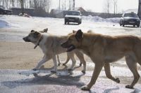 В теплотрассе на улице Газовиков были замурованы собаки