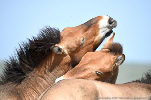 Вот такими видит лошадей Пржевальского Наталия Судец.