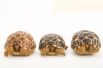 Леопардовые черепахи. Черепашки, изображенные на фотографии, могут уместиться на человеческой ладони.