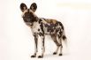 Африканская гиеновидная собака. Популяция — 3000-5500 особей.