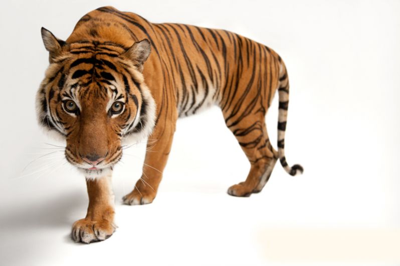 Южно-китайский тигр. Популяция — около 20 особей. Вид попал в десятку животных мира, которым грозит вымирание в ближайшее время.