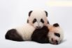 Большие панды. Популяция — около 2060 особей.