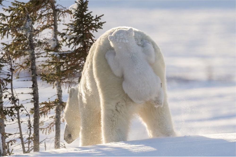 Фотоконкурс Comedy Wildlife Photography Awards был основан фотографами из Танзании Полом Джонсон-Хиксом и Томом Сулламом совместно с фондом Born Free Foundation.