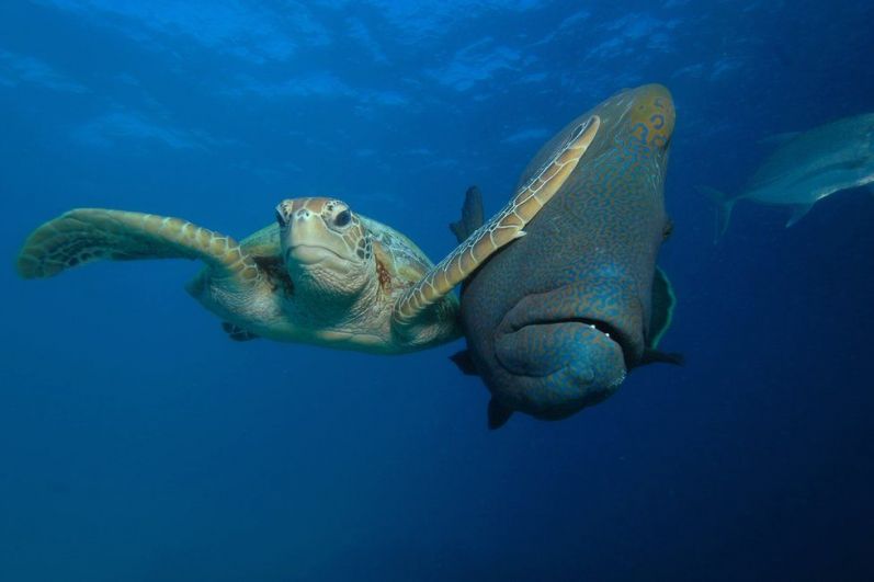 В категории Под водой лучшим оказался снимок недовольной черепахи, отталкивающей рыбу. Автор фото - австралиец Трой Мэйн. 
