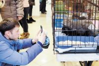На новогоднем «Котофесте» пермяки пожертвовали на приют для кошек 80 тыс. руб.