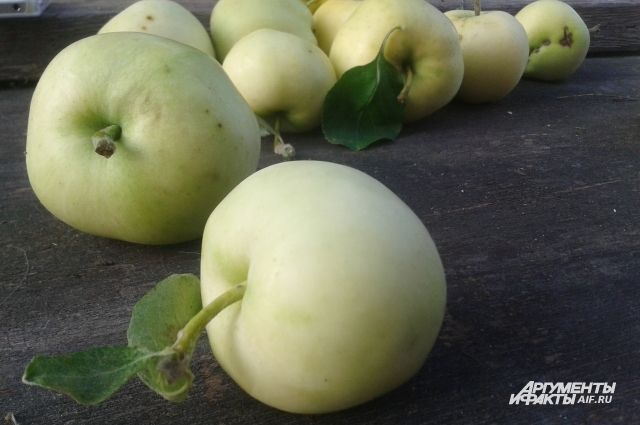На складе в Нижнем Новгороде нашли 4,5 тонны санкционных яблок из Польши.