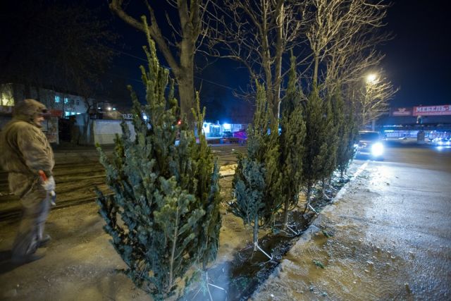 В Новокузнецке выявили факт незаконной реализации ёлок.