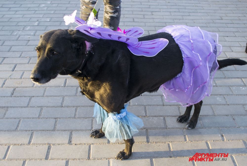 Метис Боня в костюме «Волшебная фея».