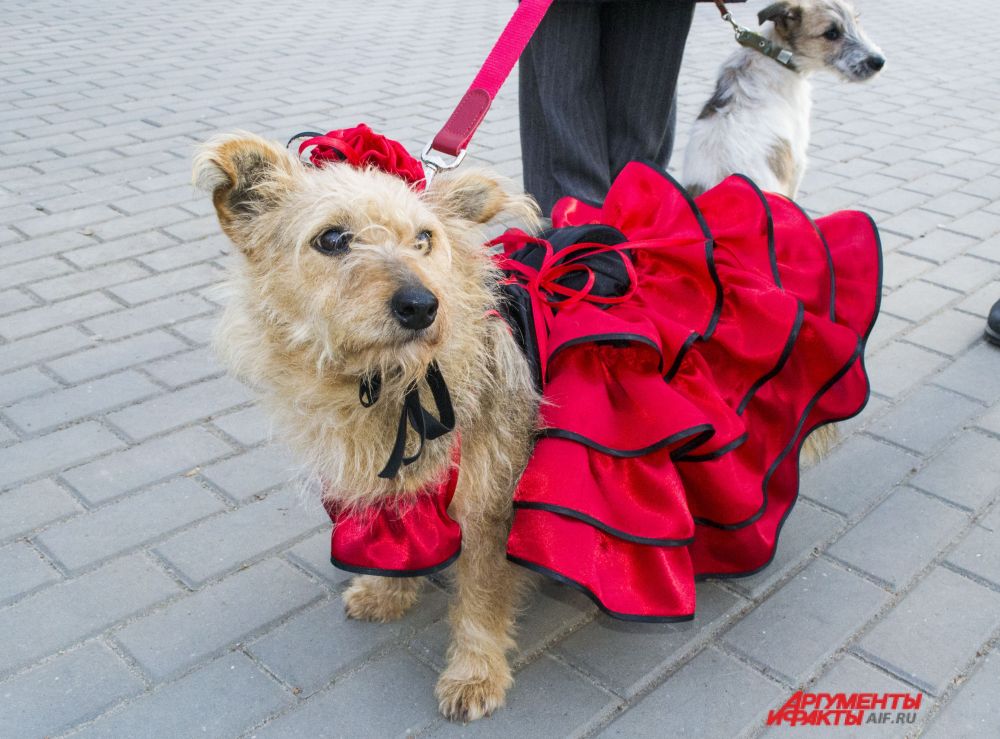 Метис Роза.