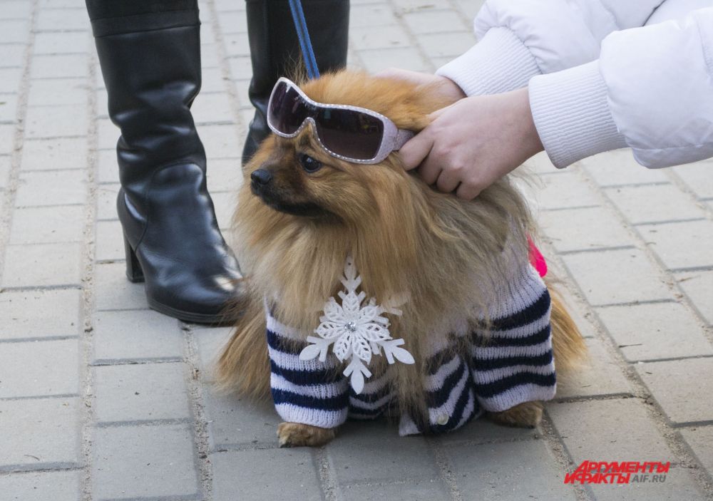 Шпиц в новогоднем костюме.
