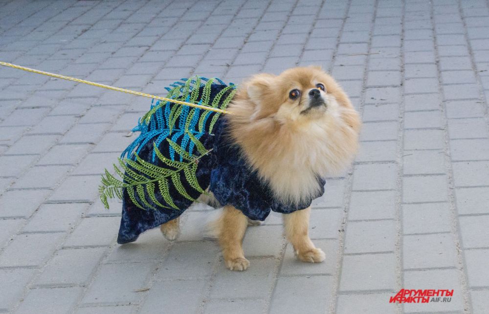 Шпиц в маскарадном костюме.
