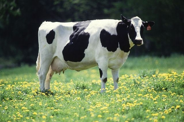 Есть у фермера и черно-белые коровы